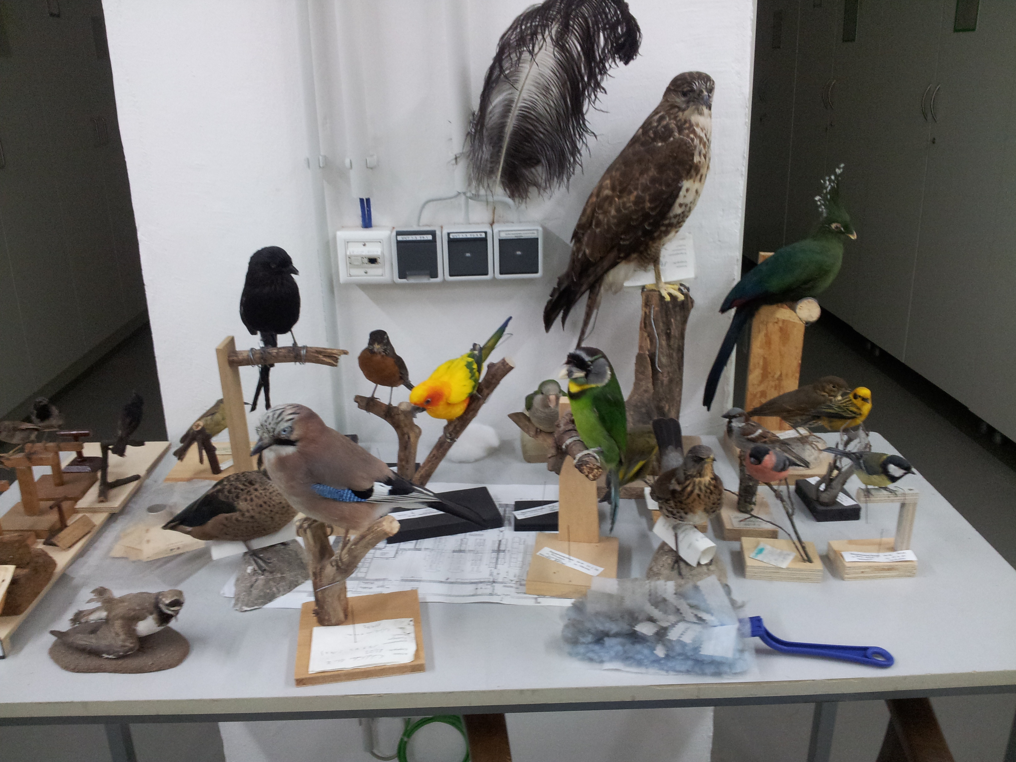 Diverse Vogelmodelle, die zur Reinigung zeitweilig aus den Schränken hervorgekommen sind.